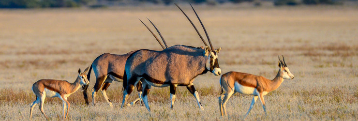 Oryx and springbok crossing the Makgadikgadi Pans