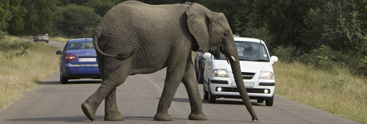 Elephant crossing a road, Kruger National Park