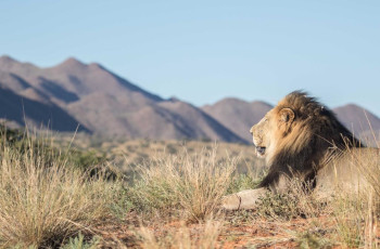 The Black Maned Lion spotted at Tswalu The Motse Camp