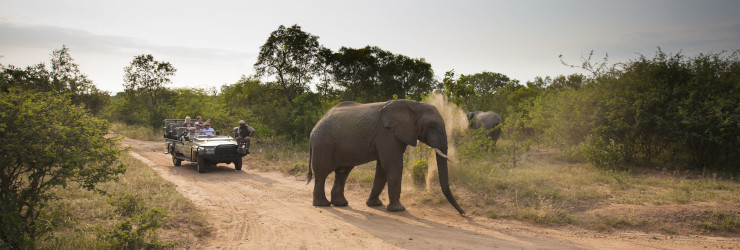  Elephants on an afternoon game drive at Kapama Private Game Reserve