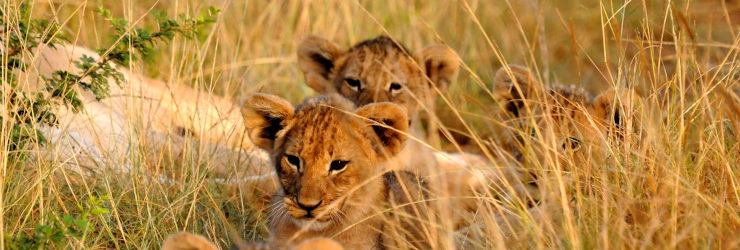  Lion cub sighting on safari in the Kariega Game Reserve