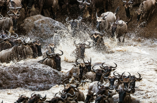The annual wildebeest migration through the Maasai Mara