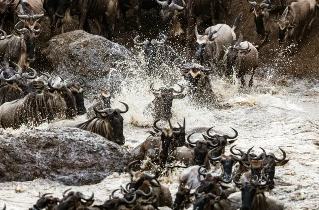 The annual wildebeest migration through the Maasai Mara