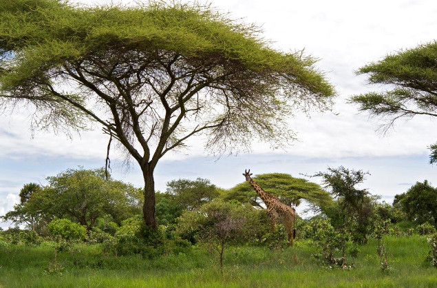 A giraffe in the Maasai Mara
