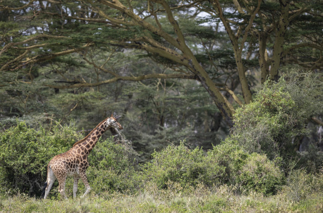 Giraffe in the forest near Lake Naivasha (Loldia House)