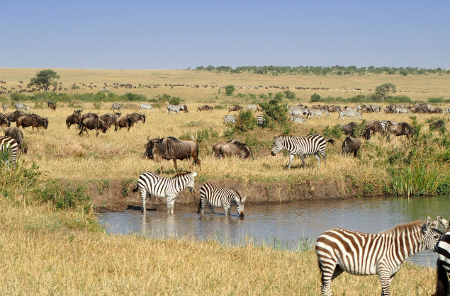 Plains game in the Maasai Mara (andBeyond Bateleur Camp)