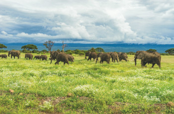 Elephants in the Ngorongoro Conservation Area