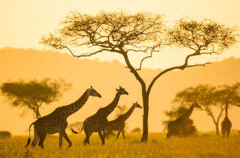 Giraffes at sunset in the Serengeti