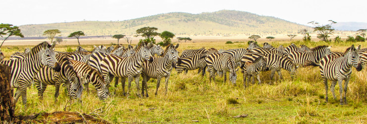 Zebras in the Serengeti Plains