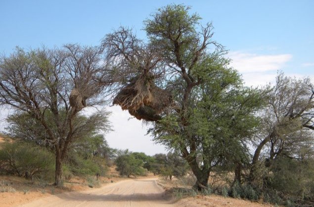 The Kgalagadi Transfrontier National Park