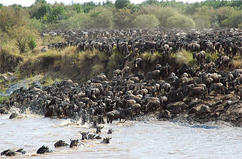 Masai Mara near Kichwa Tembo Tented Camp