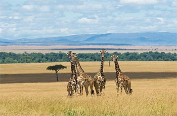 Masai Mara near Kichwa Tembo Tented Camp