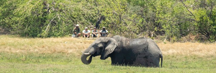  An elephant wallowing in the river during a walking safari