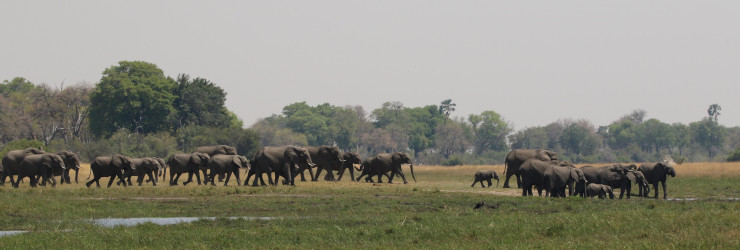 A herd of elephants cross a nearby floodplain