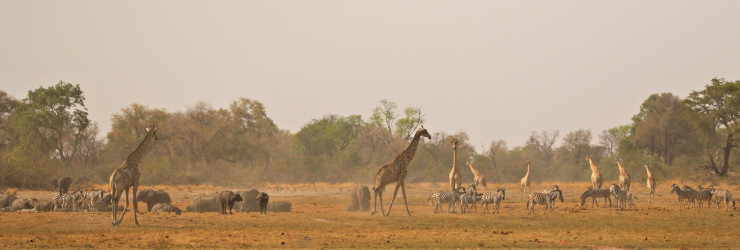 Giraffes walking across the plains in the Okavango Delta