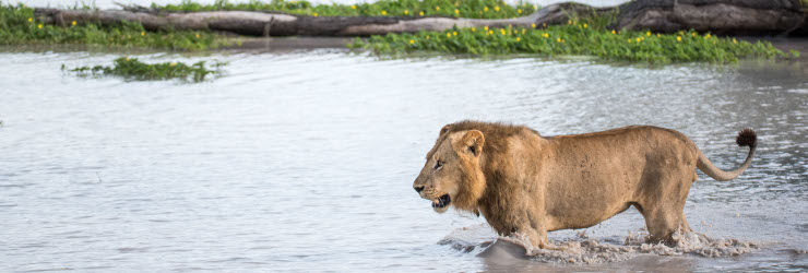 A rare sighting of a lion crossing a river in the Okavango Delta floodplains