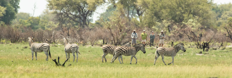  Guests spot a dazzle of Zebras in the Okavango Delta