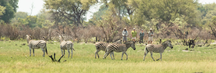  A dazzle of Zebra spotted during a walk in the Delta