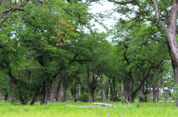 The leadwood forests of Khwai