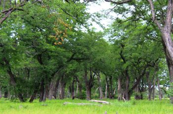 The leadwood forests of Khwai