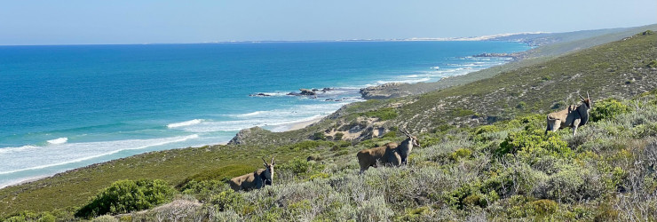  Elands spotted on the dunes at Lekkerwater Beach Lodge