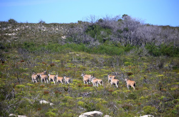  Some antelope can be spotted on the dunes surrounding Lekkerwater Beach Lodge