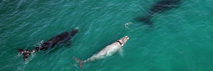  Whale Watching can be done by boat or helicopter at Lekkerwater Beach Lodge