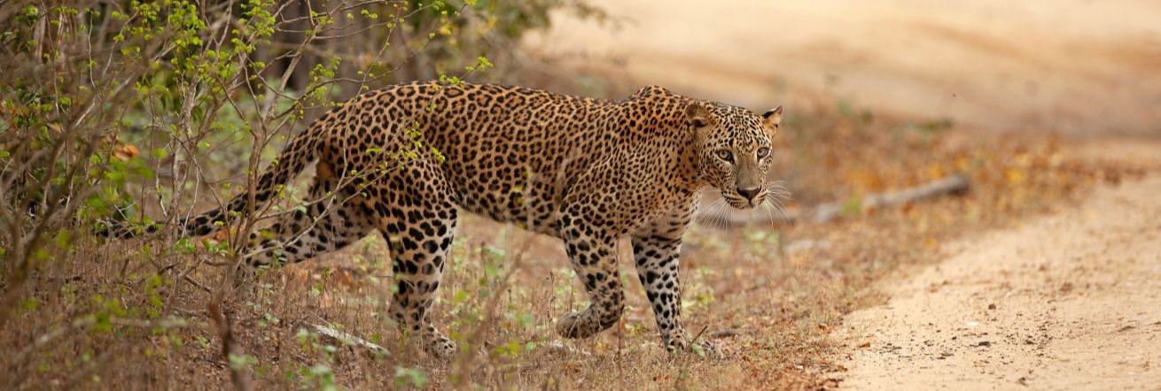 Leopard sighting on safari in Botswana