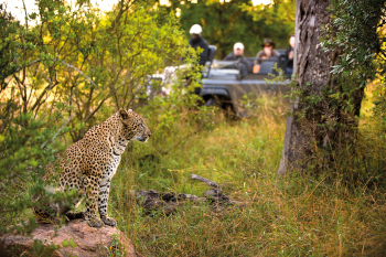 Leopard sighting at Lion Sands