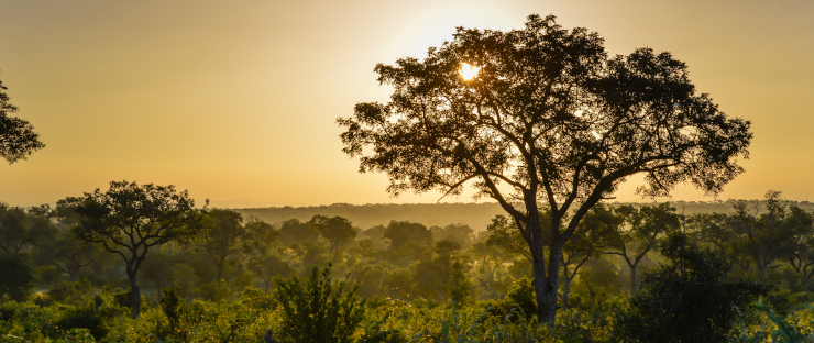 African savannah