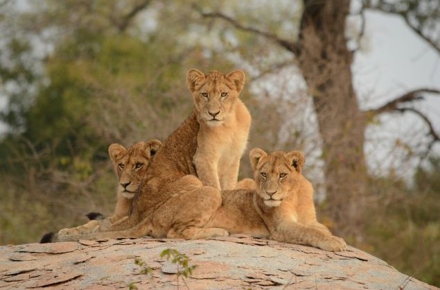 Lion sighting in the Kruger National Park