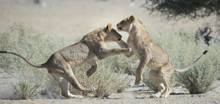 Lions playing, Etosha, Namibia