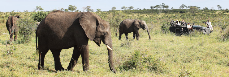 Elephant sighting during a game drive at Londolozi Game Reserve