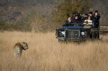 Leopard sighting while on safari at Founders Camp