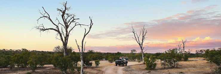 Sunset game drive at Londolozi