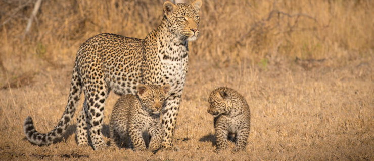 Leopards are among the big cats seen at Londolozi