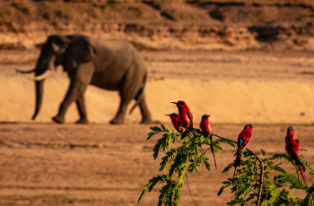 Elephant and Carmine Bee Eaters in the dry riverbed