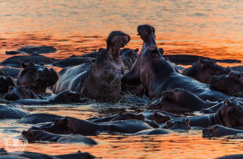 Hippos at sunset in the Luangwa River