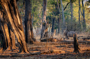  Kudu amongst the giant trees in Luambe National Park