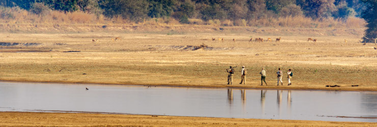  Walking alongside the Luangwa River in the Luambe National Park