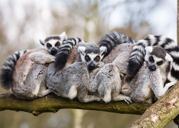 Lemurs of Madagascar