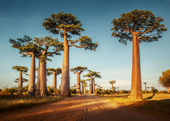 Madagascar's unique baobabs