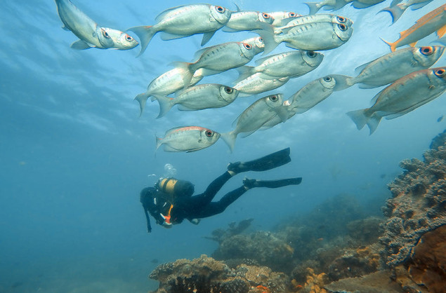Scuba diving off the coast of andBeyond Bengerra Island