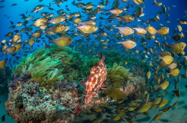 Snorkelling at White Pearl Resort