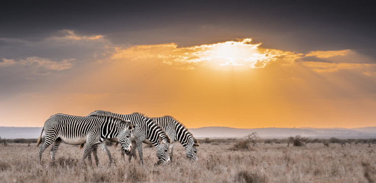 Zebras in the sunset at Mugie House