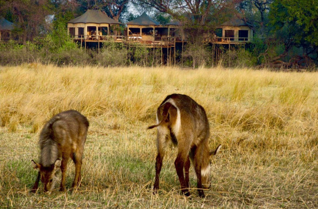 Waterbuck right in front of Nambwa Tented Lodge