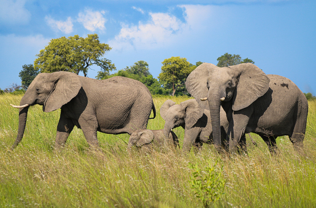 Elephants by the Kwando River, Nambwa Tented Lodge