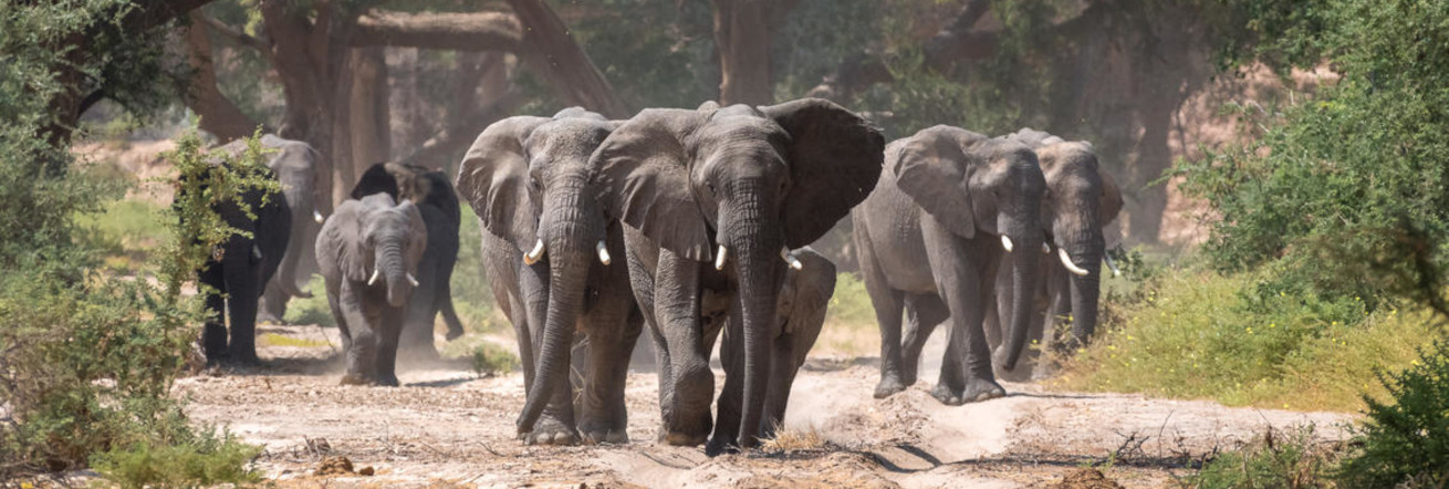 Elephants in the Haub Valley, Wilderness Damaraland Camp