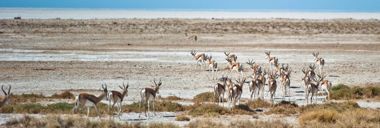 Game on one of the pans in Etosha, Etosha Safari Lodge