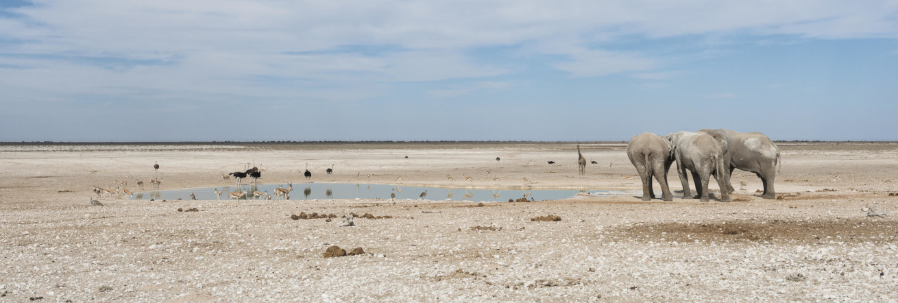 Desert elephants of Etosha National Park, Ongava Lodge